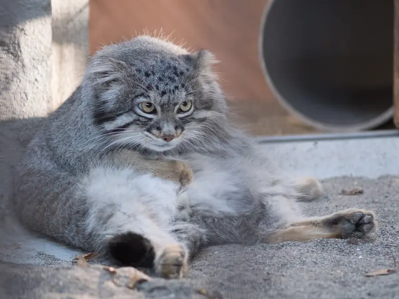 野毛山動物園のフィーガの写真