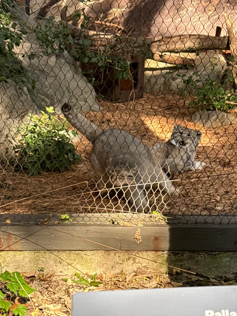 プロスペクト・パーク動物園のサルナイとバトゥの写真