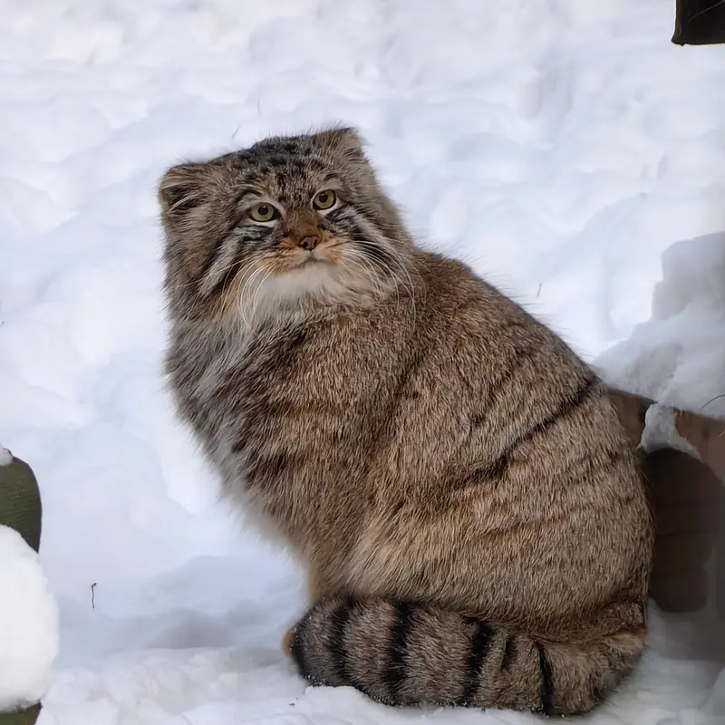 ノヴォシビルスク動物園のブルースの写真