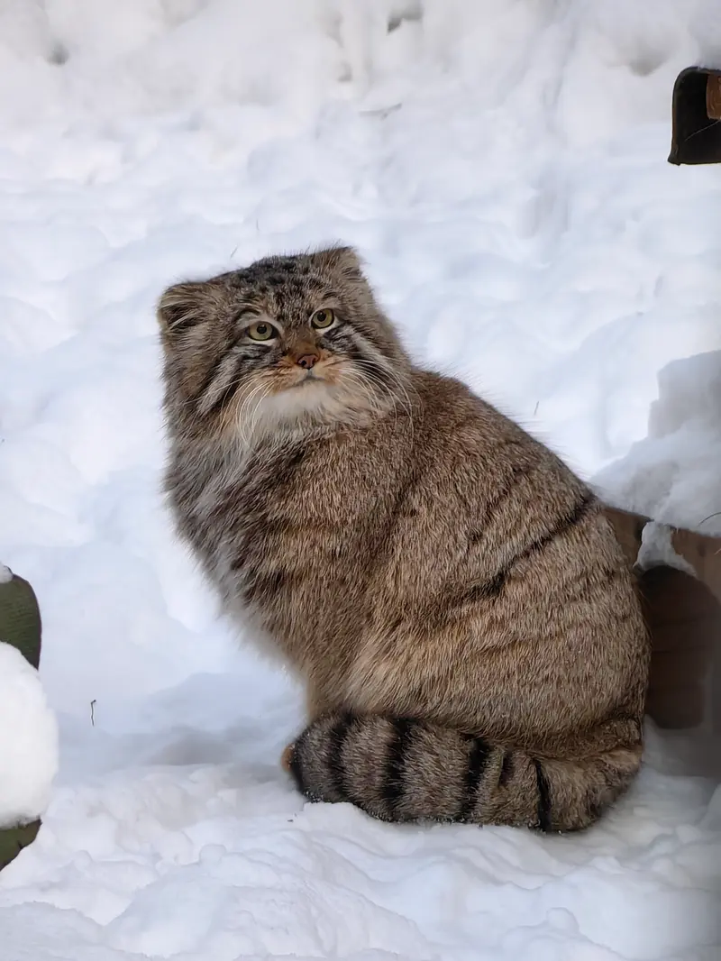 ノヴォシビルスク動物園のブルースの写真