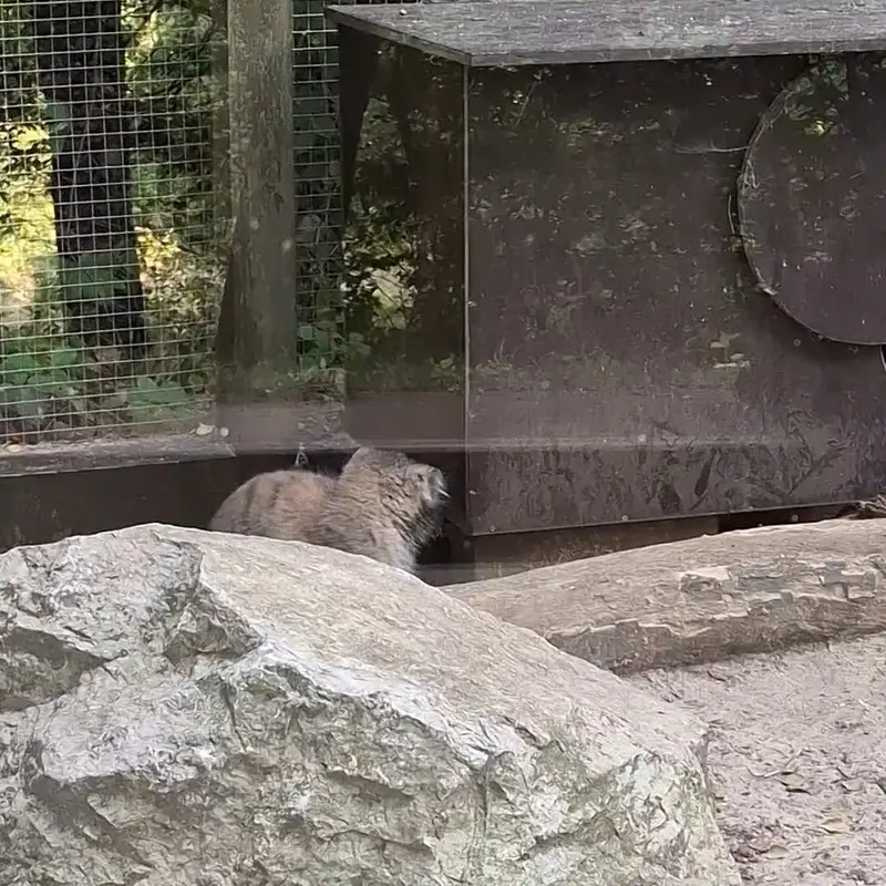 コシツェ動物園のマヌルネコの写真