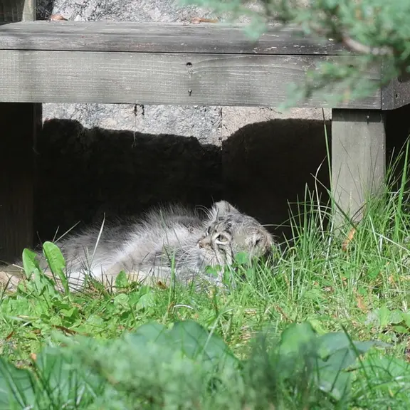 モスクワ動物園のマヌルネコの写真