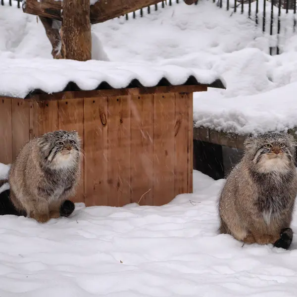 ノヴォシビルスク動物園のキムとスキフの写真
