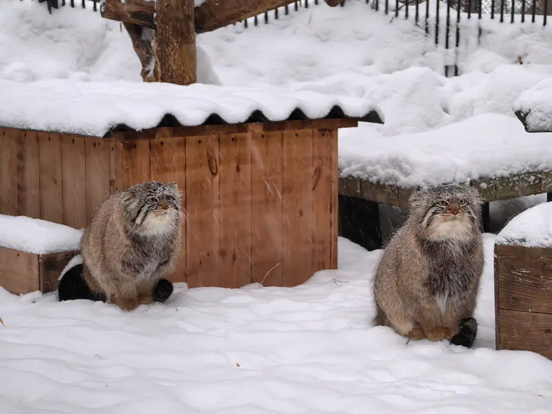ノヴォシビルスク動物園のキムとスキフの写真