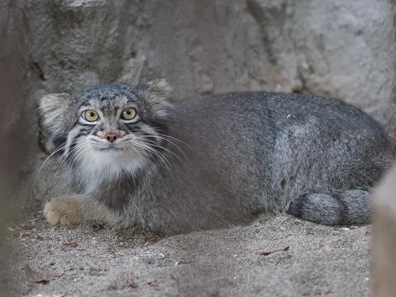 野毛山動物園のフィーガの写真