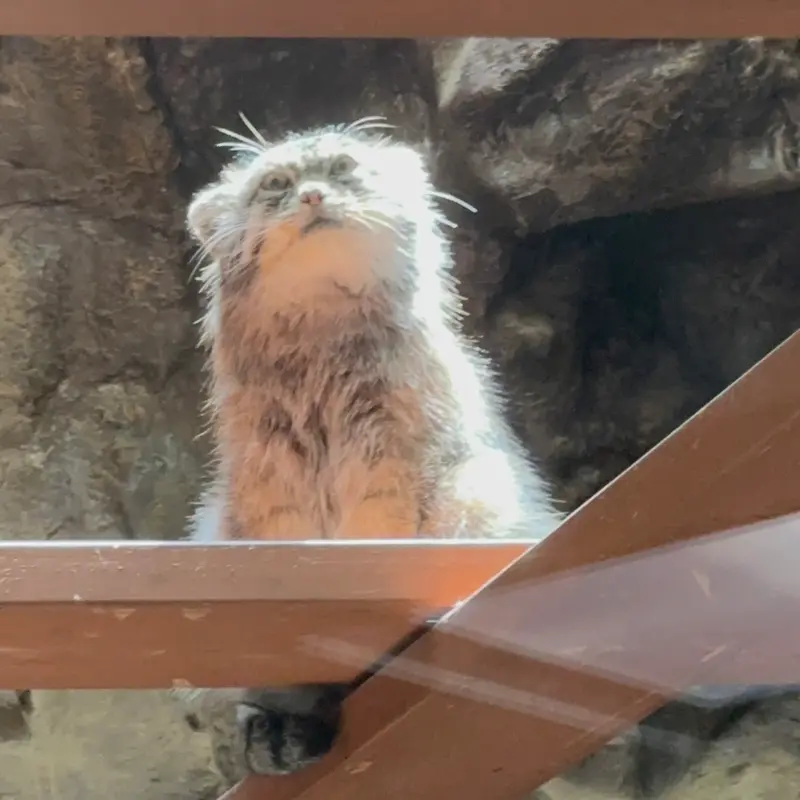 恩賜上野動物園のプリームラの写真