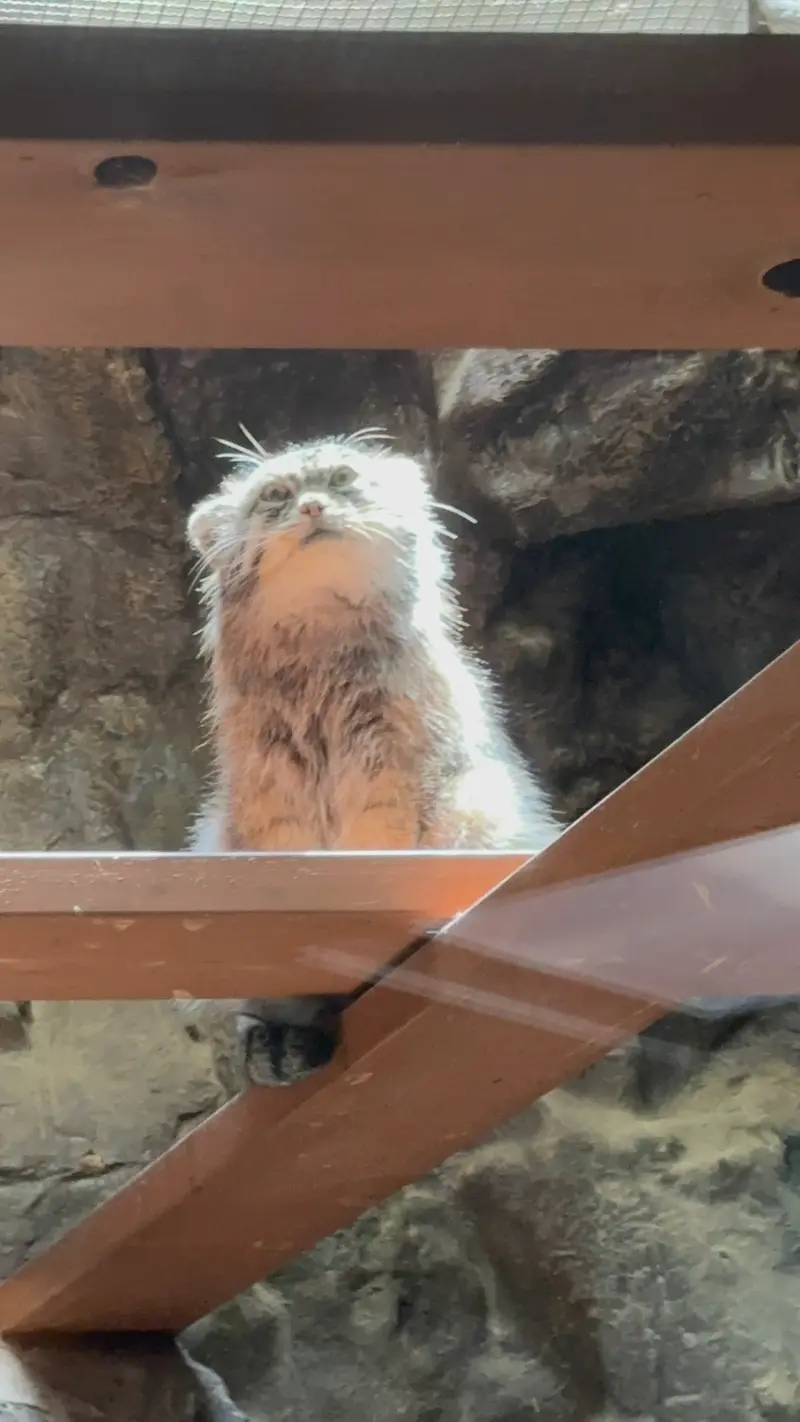 恩賜上野動物園のプリームラの写真