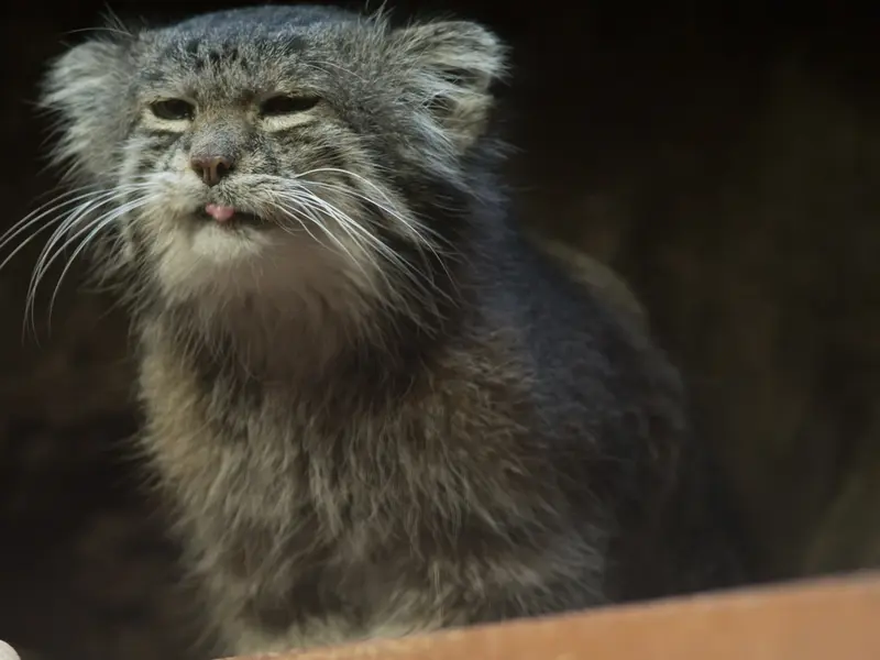 恩賜上野動物園のクリョンの写真
