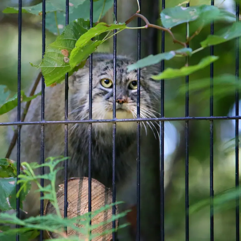 クラクフ動物園のツァスの写真