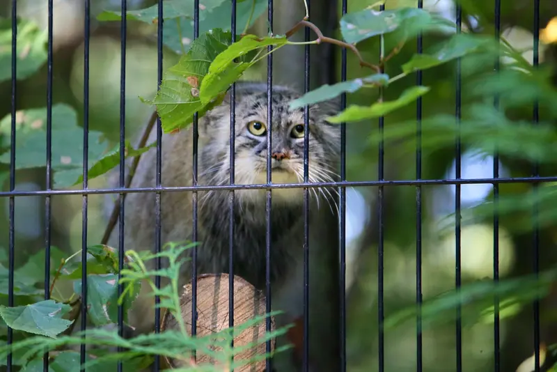 クラクフ動物園のツァスの写真