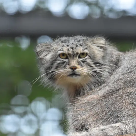 グダニスク動物園のマヌエルの写真