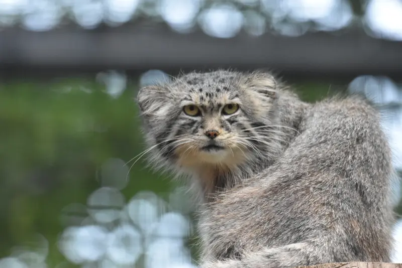 グダニスク動物園のマヌエルの写真