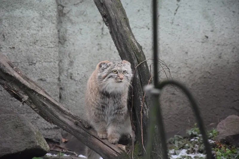 ブダペスト動物園・植物園のマヌルネコの写真