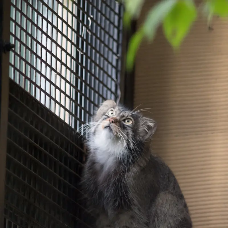 旭山動物園のヒデの写真