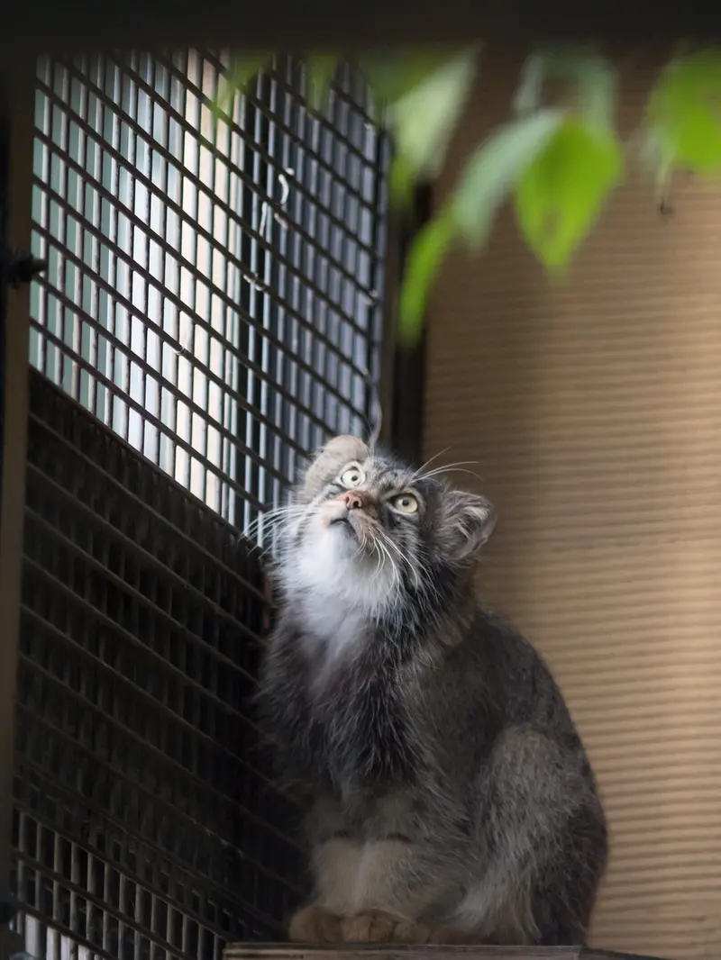 旭山動物園のヒデの写真