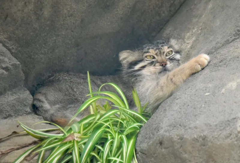 神戸どうぶつ王国のレフの写真