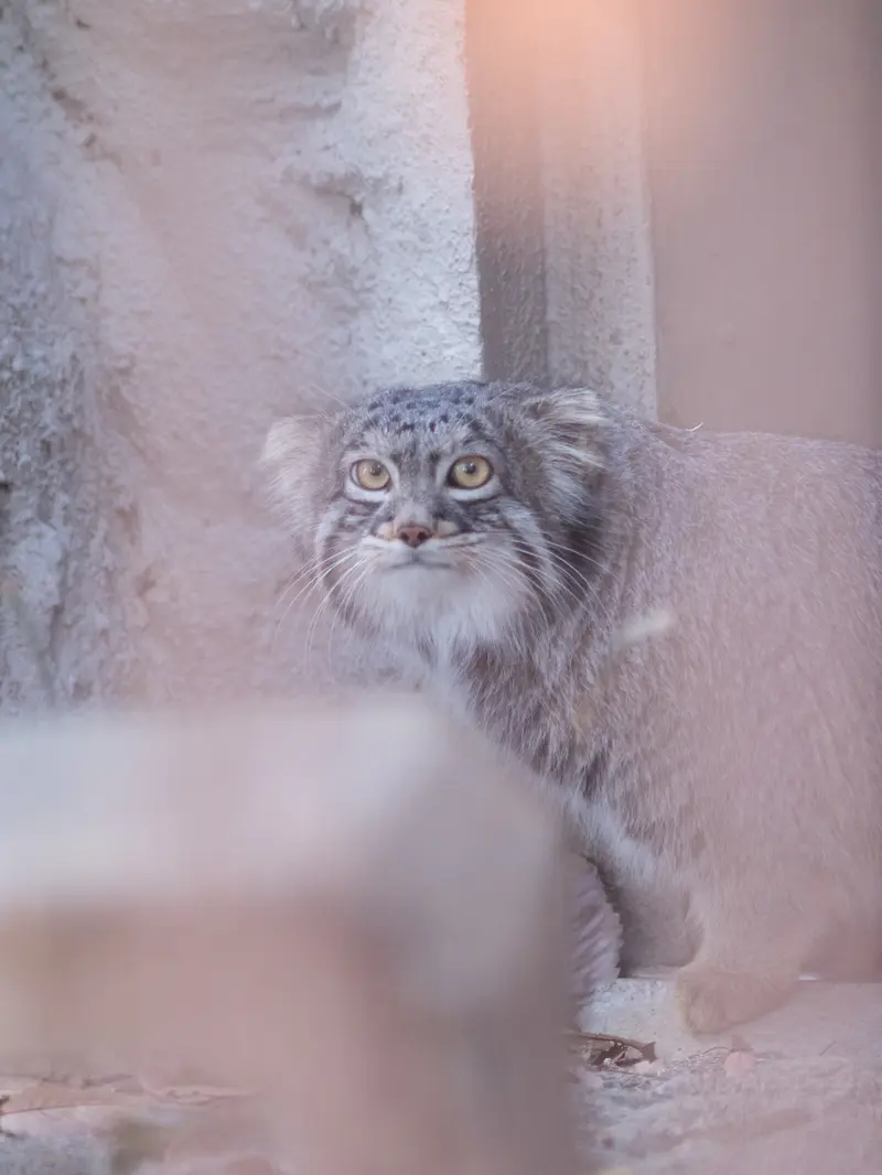野毛山動物園のフィーガの写真