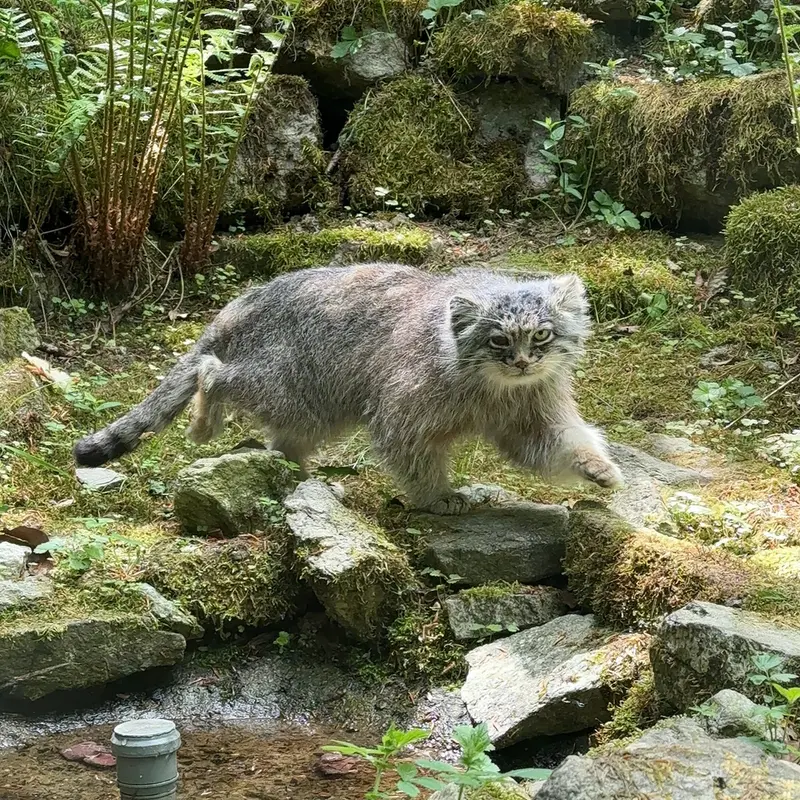 オペル動物園のバトゥの写真