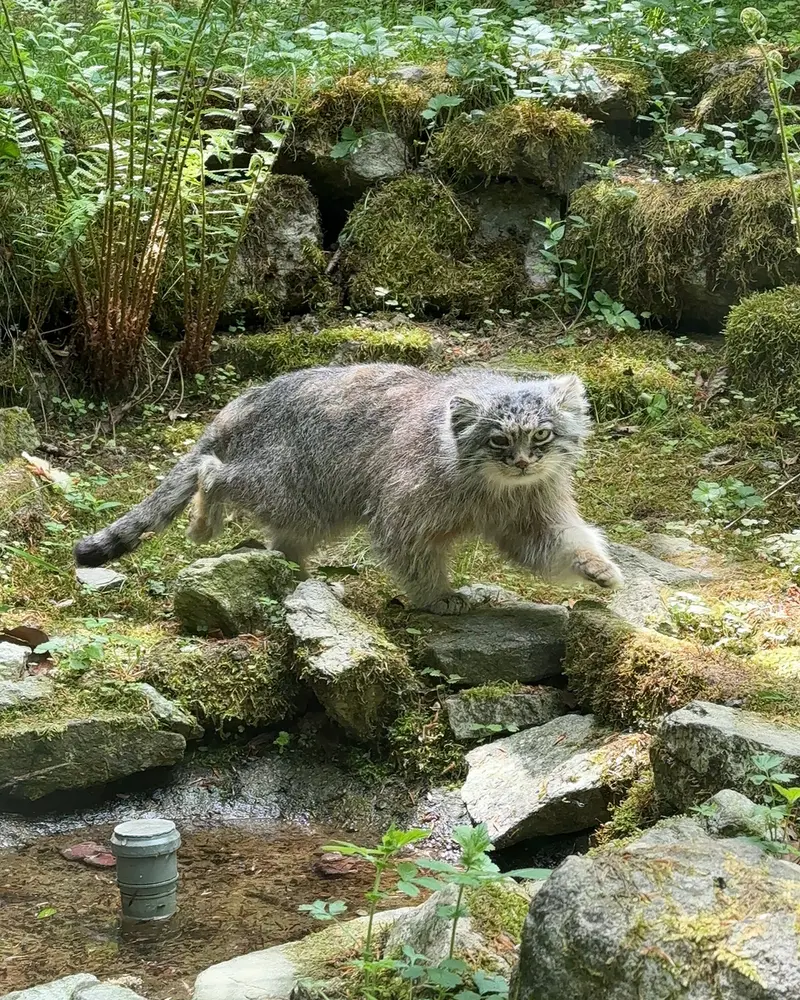 オペル動物園のバトゥの写真
