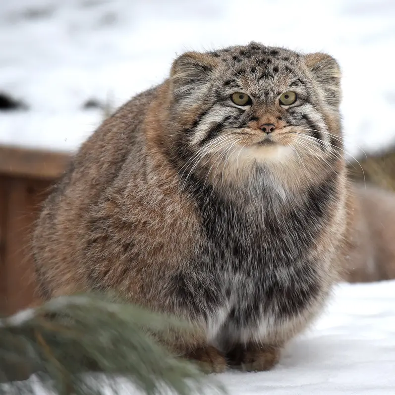 ノヴォシビルスク動物園のフヴォスチクの写真