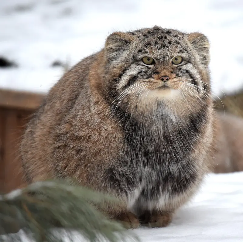 ノヴォシビルスク動物園のフヴォスチクの写真