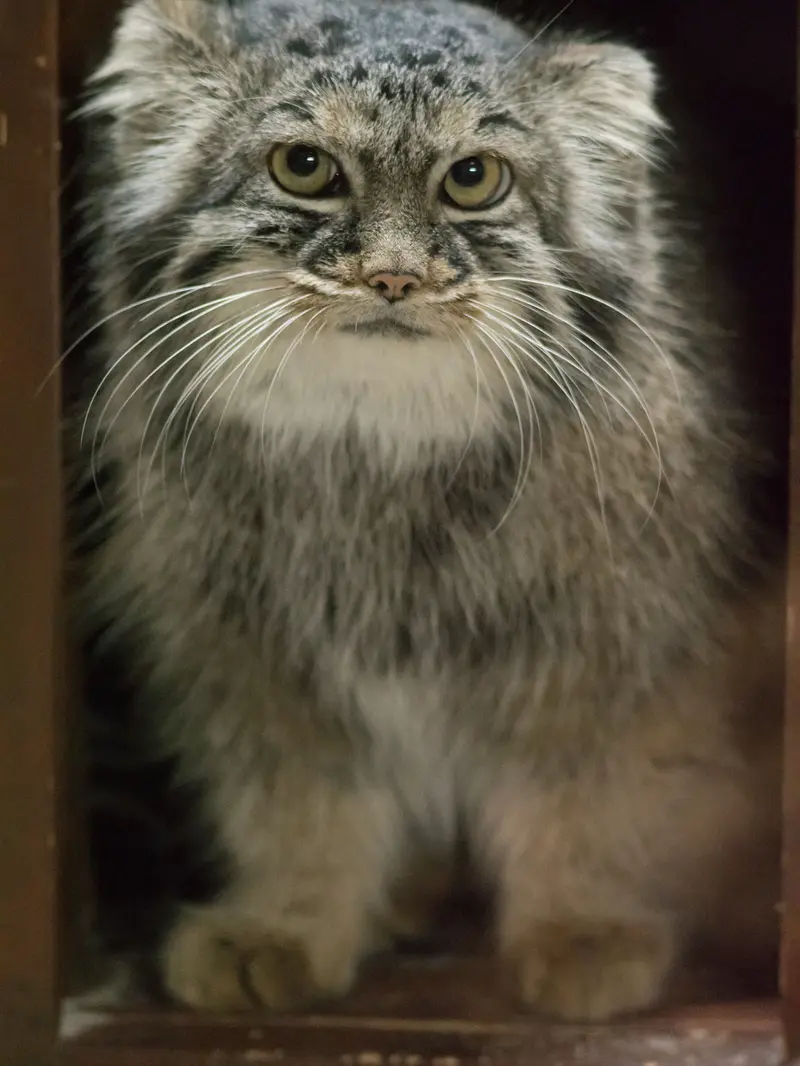 恩賜上野動物園のサフランの写真