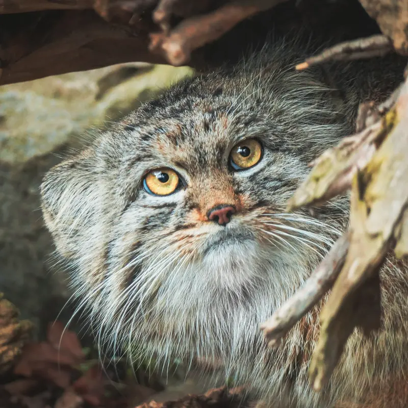 ヴロツワフ動物園のクビの写真