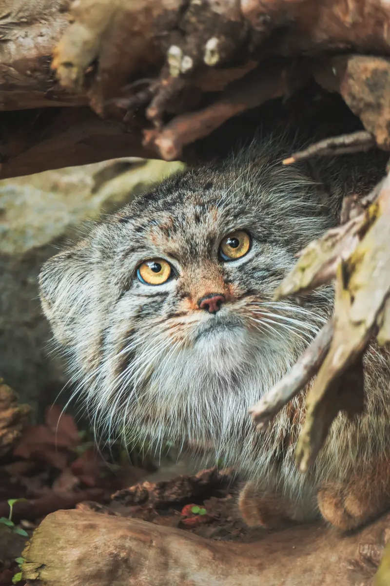ヴロツワフ動物園のクビの写真