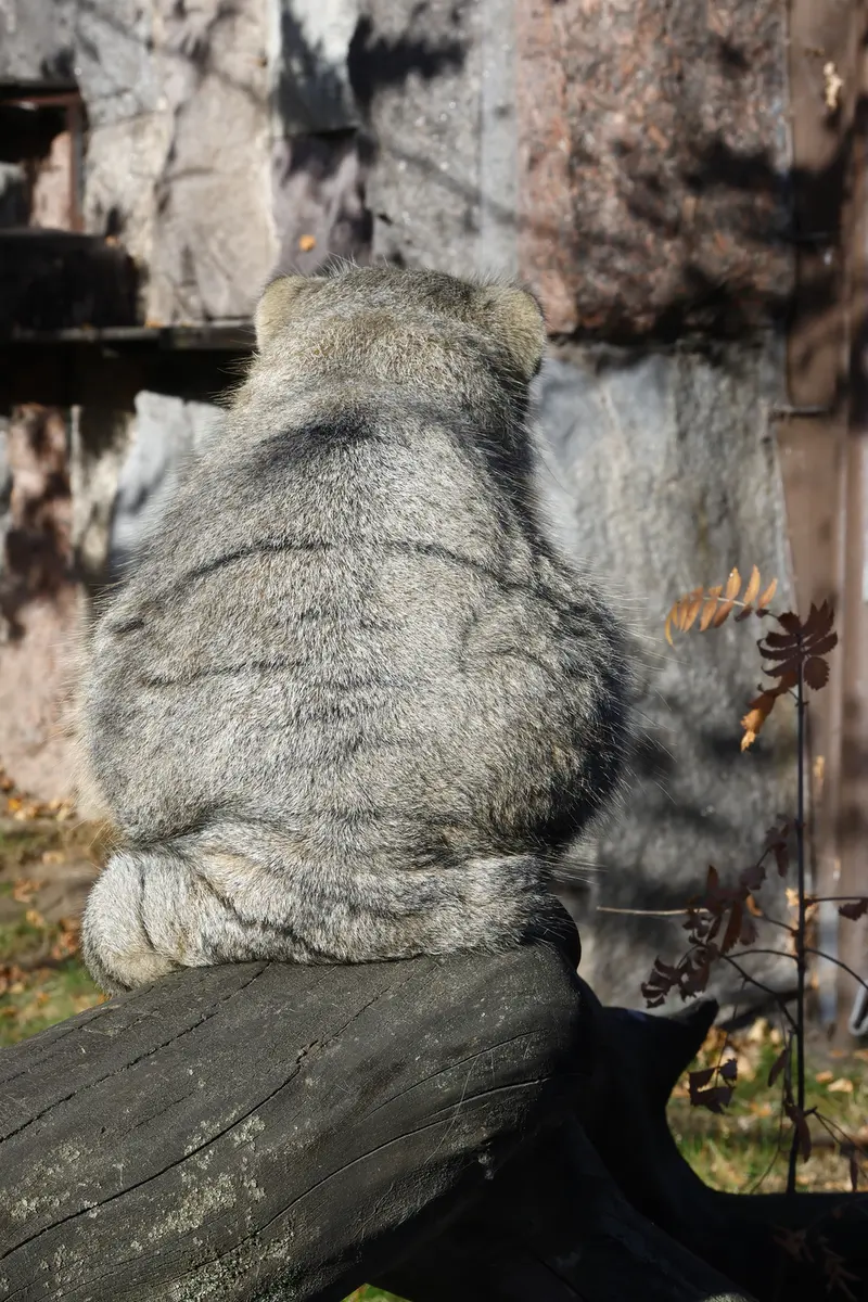 モスクワ動物園のティモフェイの写真
