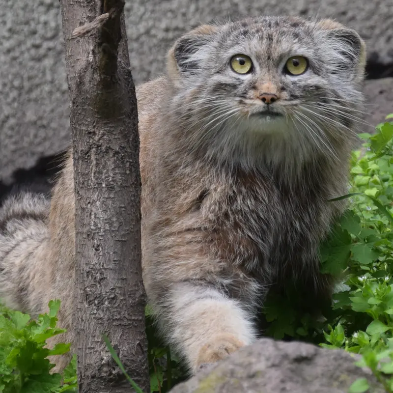 ブダペスト動物園＆植物園のルーシーの写真