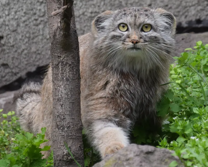 ブダペスト動物園＆植物園のルーシーの写真