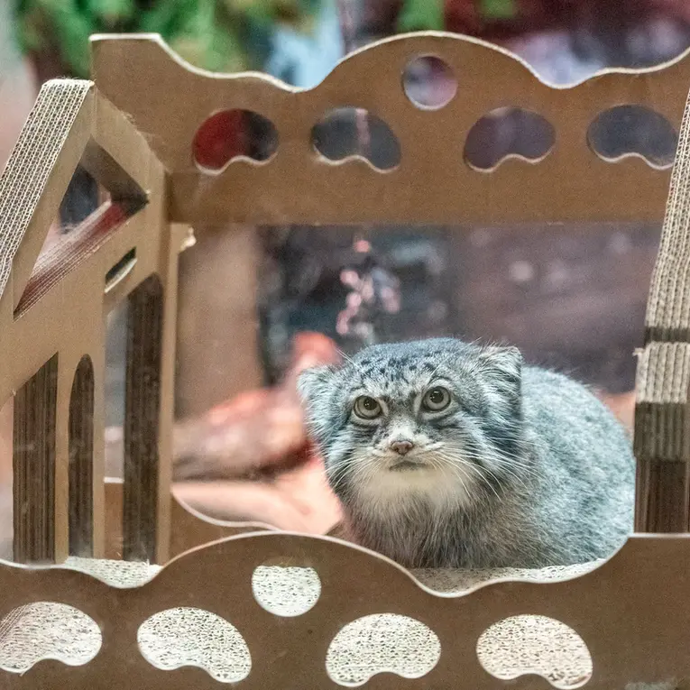 スペリオル湖動物園のパブの写真