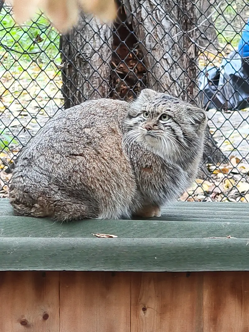 ノヴォシビルスク動物園のスネジャナの写真