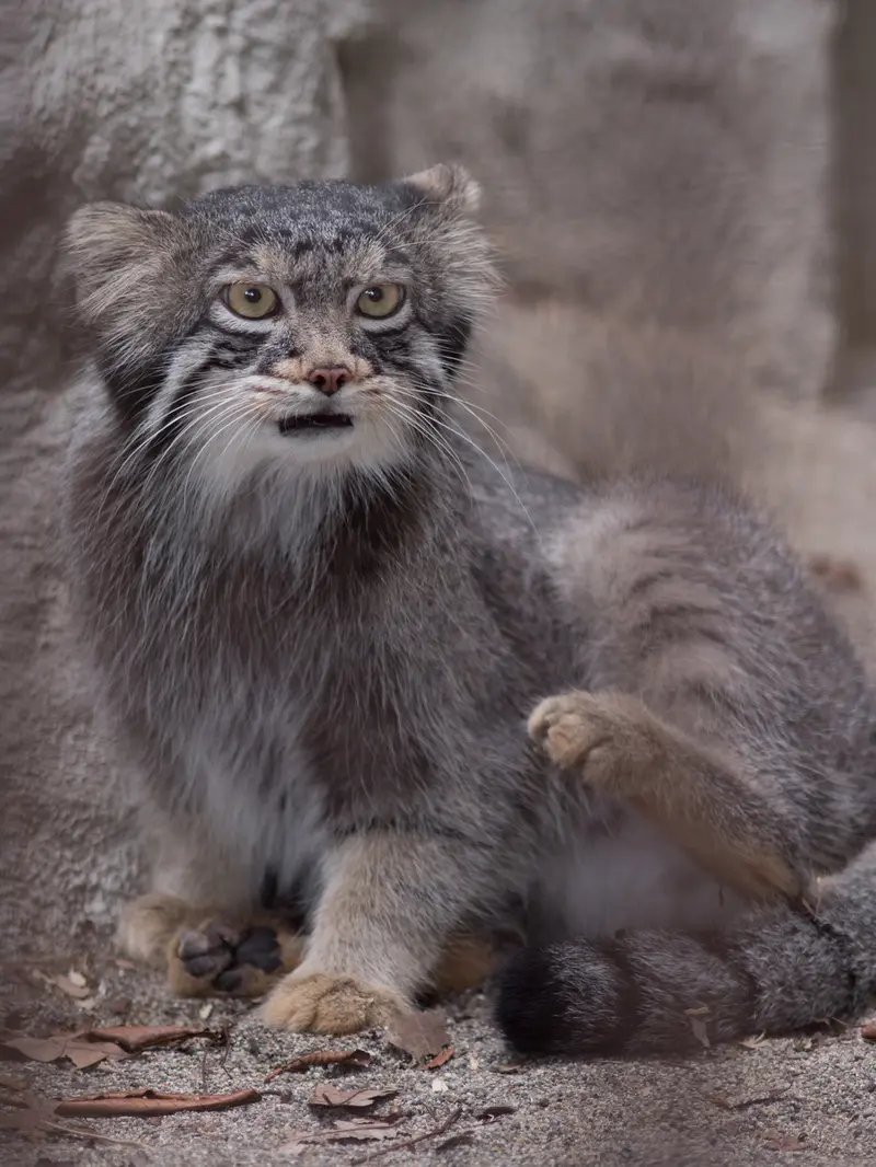 野毛山動物園のフィーガの写真
