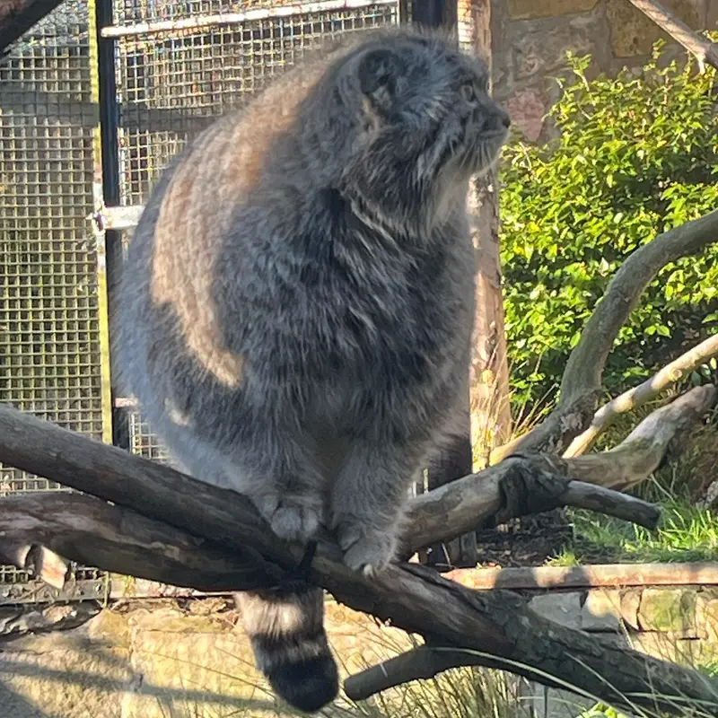 エディンバラ動物園のアキコの写真
