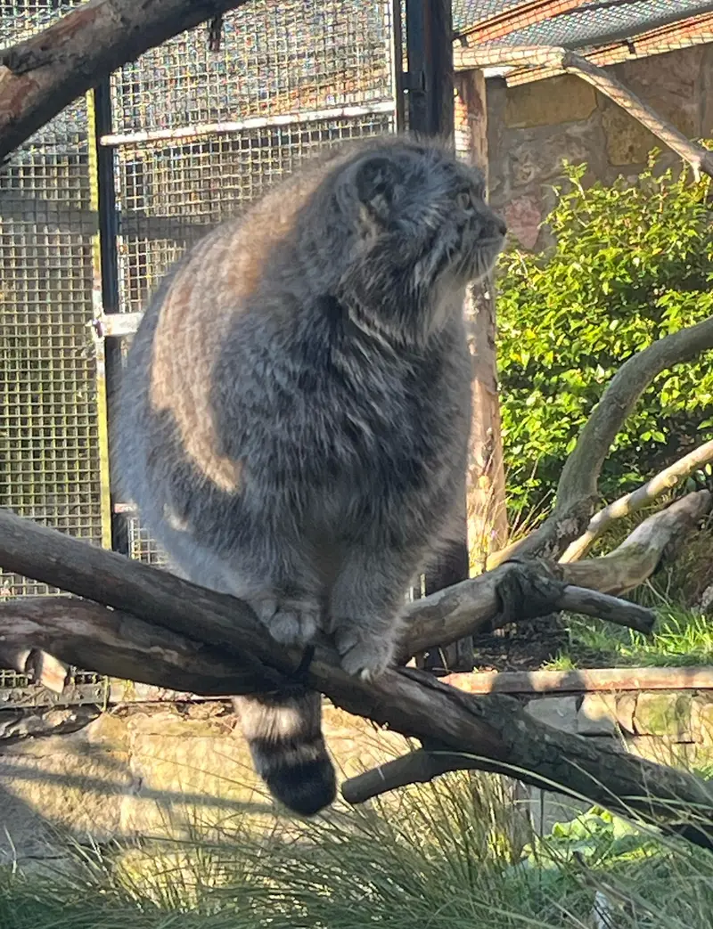 エディンバラ動物園のアキコの写真