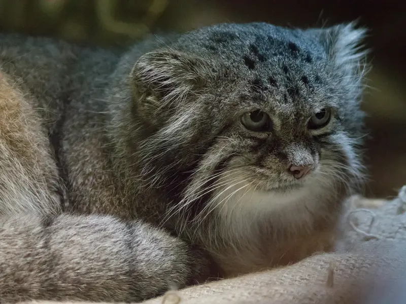 恩賜上野動物園のクリョンの写真