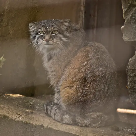 ザールブリュッケン動物園のマヌルネコのカール・ハインツ
