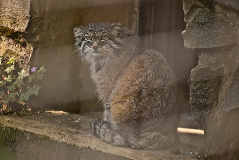 ザールブリュッケン動物園のカール・ハインツの写真