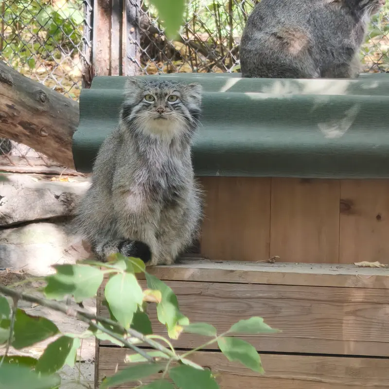 ノヴォシビルスク動物園のスネジャナの写真