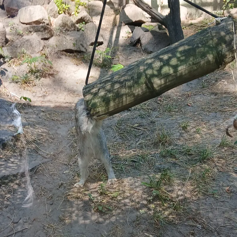 ブダペスト動物園・植物園のルーシーの写真