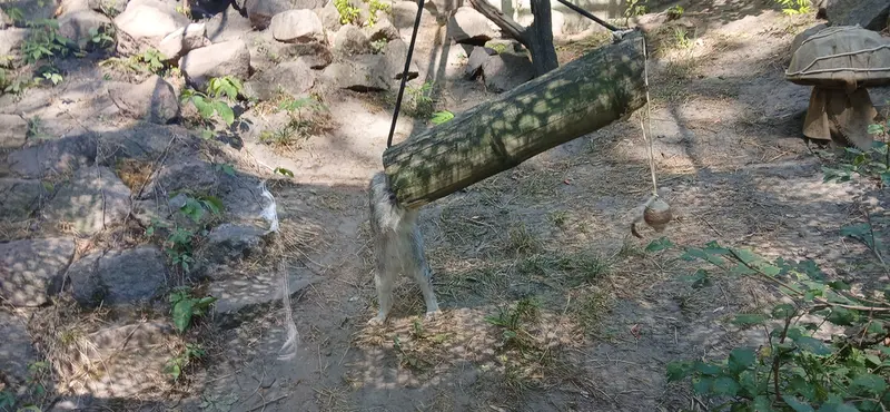 ブダペスト動物園・植物園のルーシーの写真