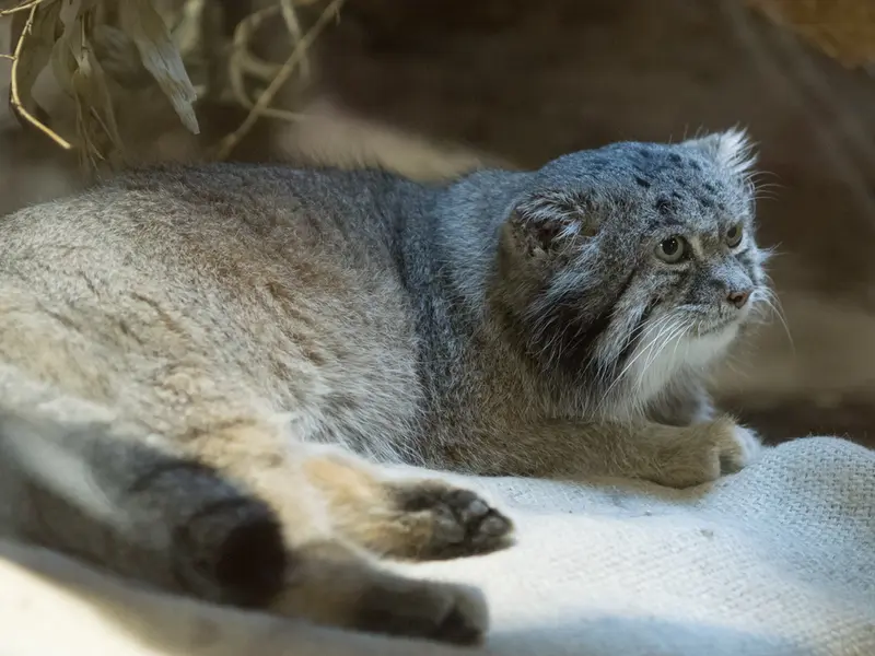 恩賜上野動物園のクリョンの写真