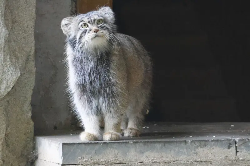 モスクワ動物園のティモフェイの写真