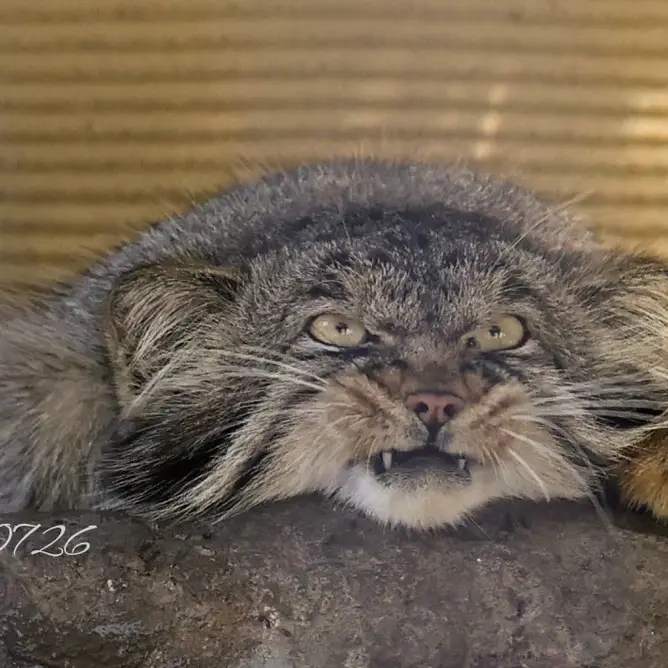 旭山動物園のヒデの写真