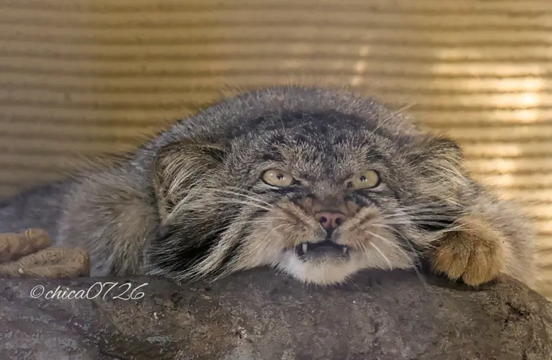 旭山動物園のヒデの写真