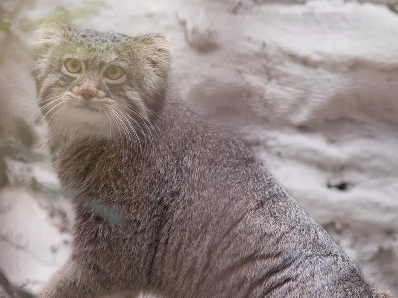 野毛山動物園のフィーガの写真