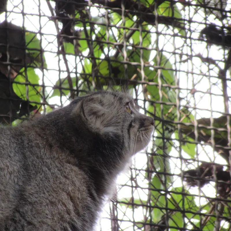 ブダペスト動物園・植物園のボリス Ⅱの写真
