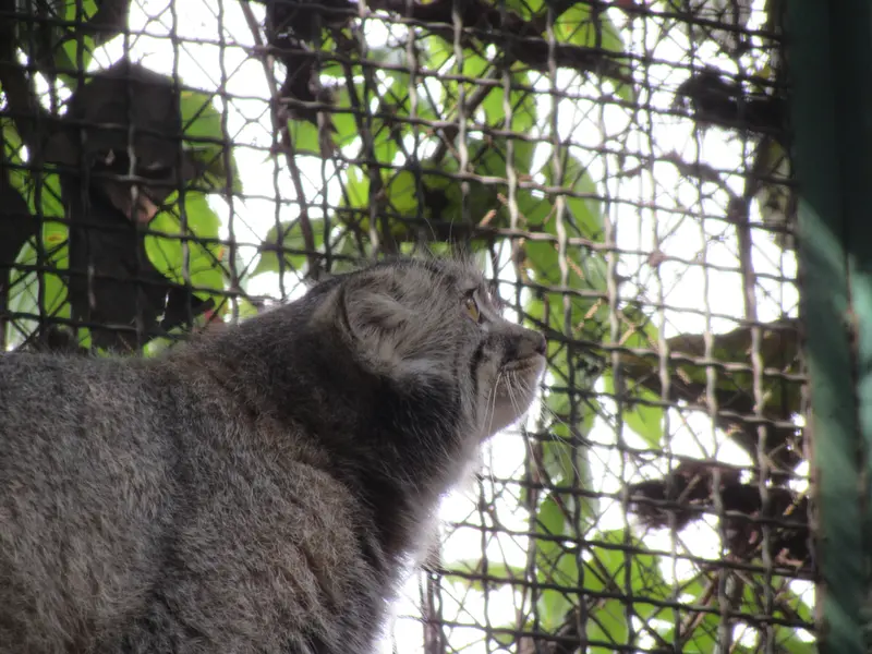 ブダペスト動物園・植物園のボリス Ⅱの写真
