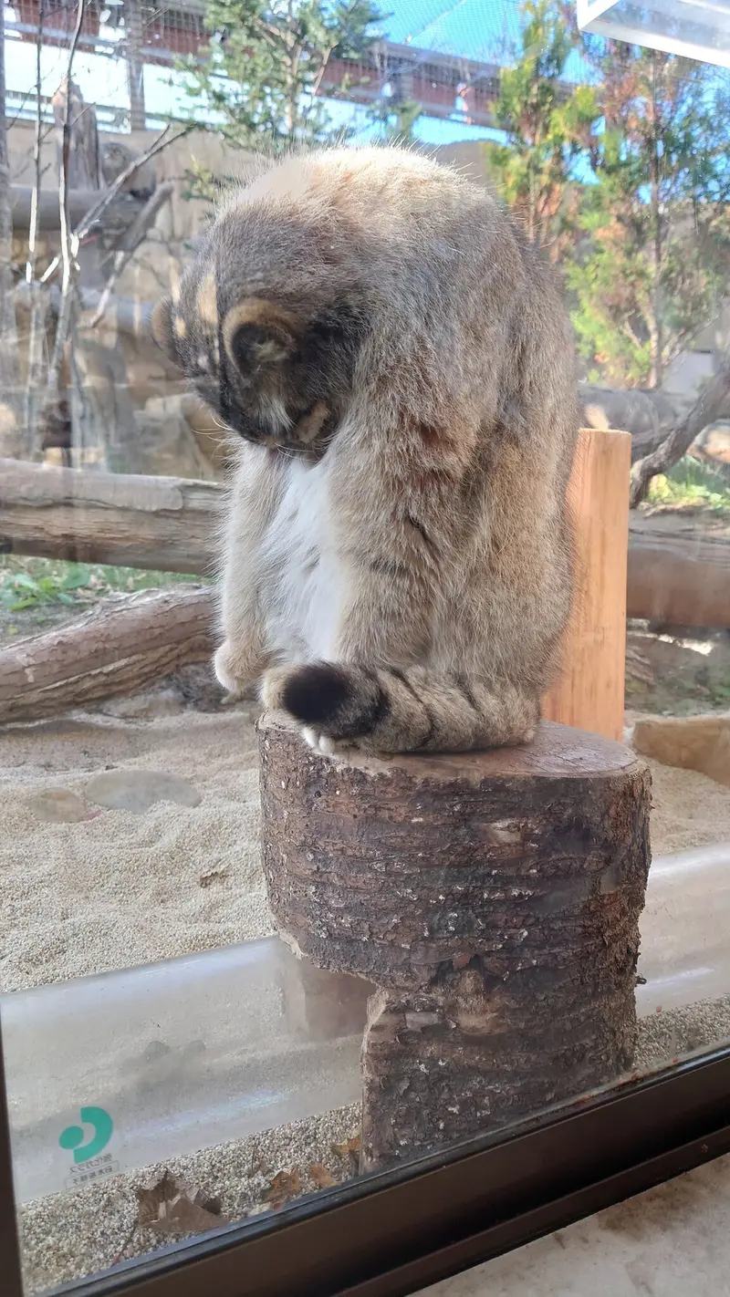 マヌルネコの写真